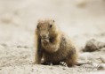 /album/zoo/img-2058-masolata-jpg/